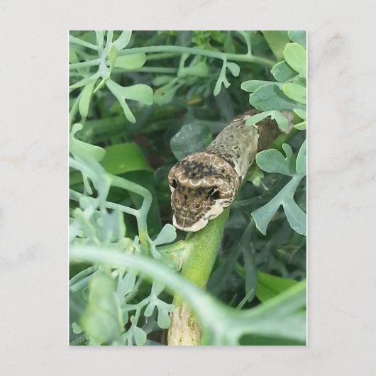 Briefkaart met gigantische slipstaart (Voorkant)