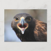 Briefkaart met Golden Eagle (Voorkant)