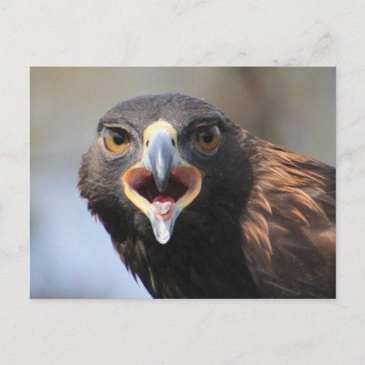 Briefkaart met Golden Eagle (Voorkant)