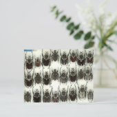 Briefkaart met Goliath-kevers (Staand voorkant)