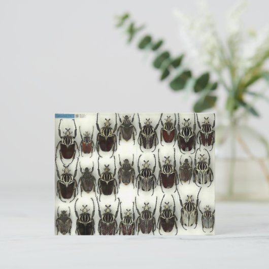 Briefkaart met Goliath-kevers (Staand voorkant)