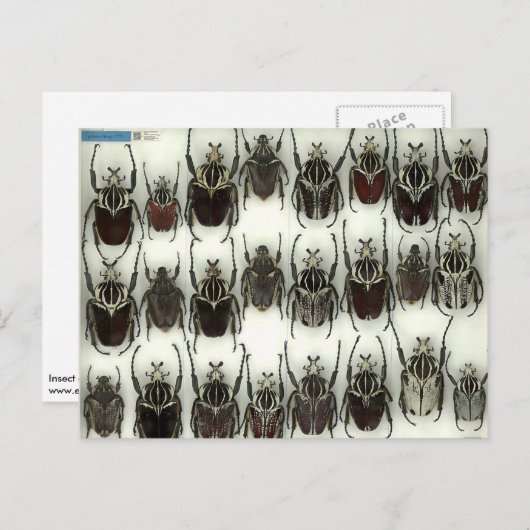 Briefkaart met Goliath-kevers (Voorkant / Achterkant)