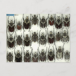 Briefkaart met Goliath-kevers