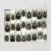 Briefkaart met Goliath-kevers (Voorkant)