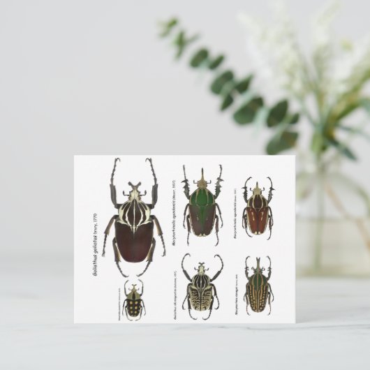 Briefkaart met Goliath-kevers (Staand voorkant)