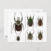 Briefkaart met Goliath-kevers (Voorkant / Achterkant)