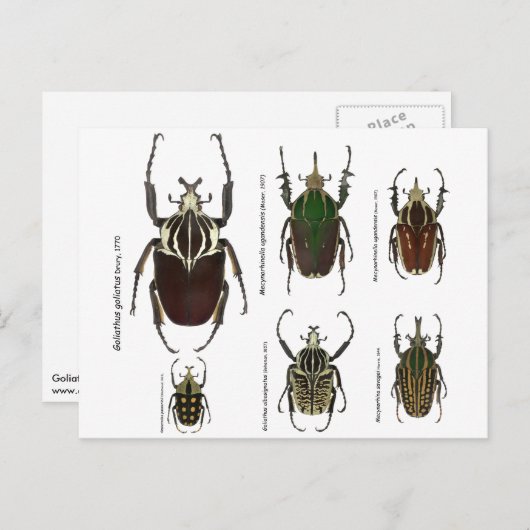Briefkaart met Goliath-kevers (Voorkant / Achterkant)