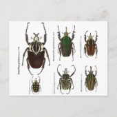 Briefkaart met Goliath-kevers (Voorkant)