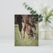 Briefkaart met graasmerrie (Staand voorkant)