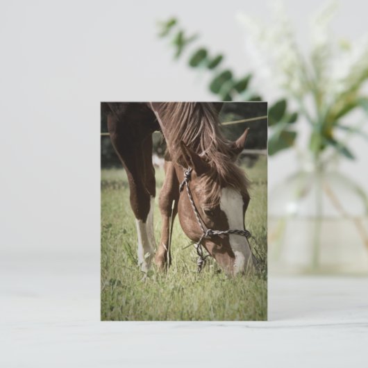 Briefkaart met graasmerrie (Staand voorkant)