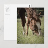 Briefkaart met graasmerrie (Voorkant / Achterkant)