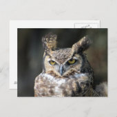 Briefkaart met Great Horned Owl (Voorkant / Achterkant)