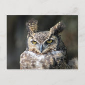 Briefkaart met Great Horned Owl (Voorkant)