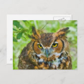 Briefkaart met Great Horned Owl (Voorkant / Achterkant)