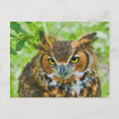 Briefkaart met Great Horned Owl (Voorkant)