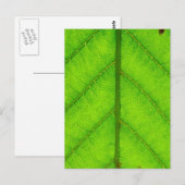 Briefkaart met groen leder (Voorkant / Achterkant)