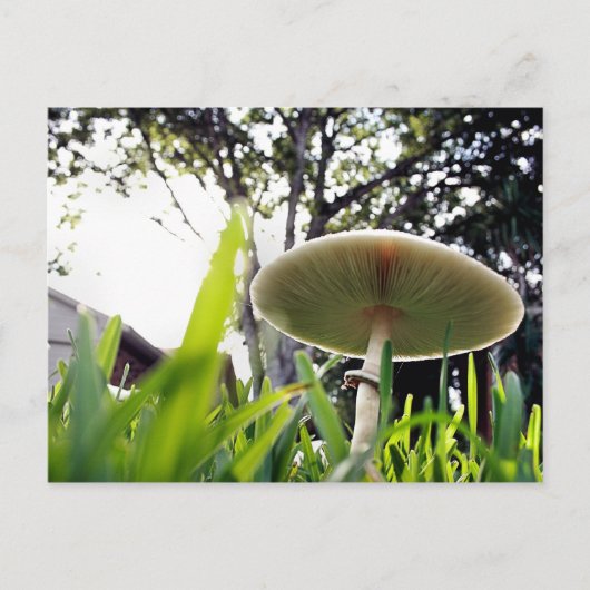 Briefkaart met groene porties (Voorkant)