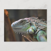 Briefkaart met hoofd van kleurrijke Iguana hagedis