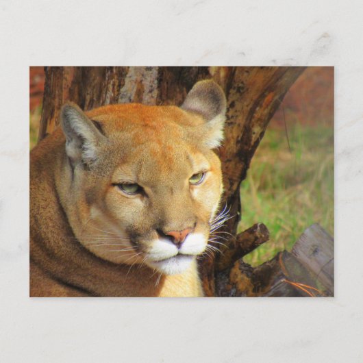 Briefkaart met identiteitskaartcode oversteken bij (Voorkant)