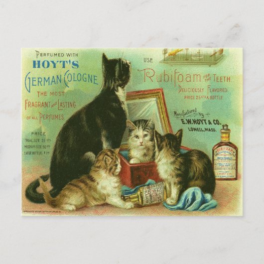 Briefkaart met  illustratie van Kittens (Voorkant)