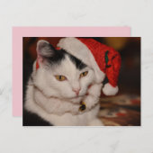 Briefkaart met kerstkatten (Voorkant / Achterkant)