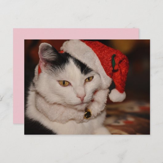 Briefkaart met kerstkatten (Voorkant / Achterkant)