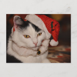 Briefkaart met kerstkatten