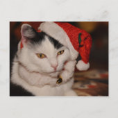 Briefkaart met kerstkatten (Voorkant)