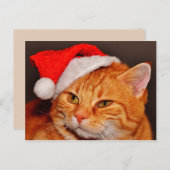 Briefkaart met kerstkatten (Voorkant / Achterkant)