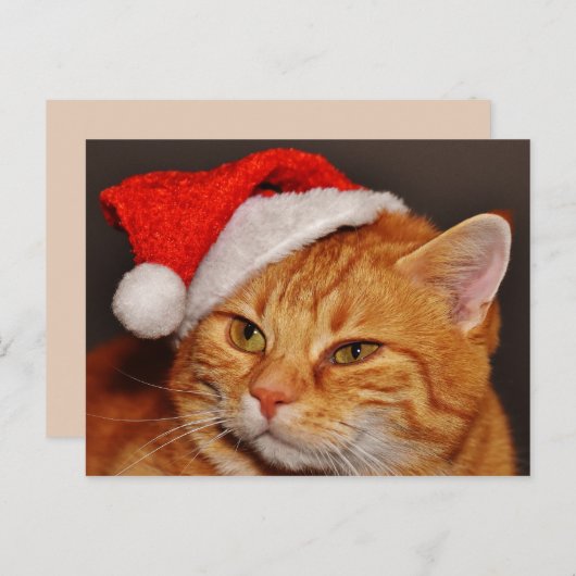 Briefkaart met kerstkatten (Voorkant / Achterkant)