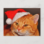 Briefkaart met kerstkatten (Voorkant)
