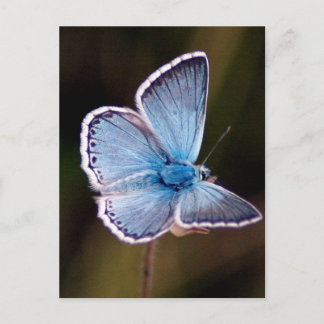 Briefkaart met kleine blauwe vlinder