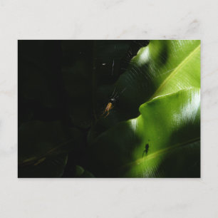 Briefkaart met kleine spindopjes