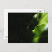 Briefkaart met kleine spindopjes (Voorkant / Achterkant)