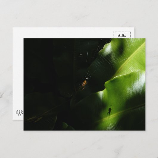 Briefkaart met kleine spindopjes (Voorkant / Achterkant)