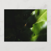 Briefkaart met kleine spindopjes (Voorkant)