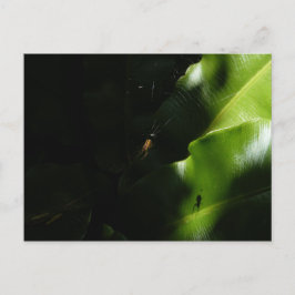 Briefkaart met kleine spindopjes