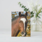 Briefkaart met kwartpaarden (Staand voorkant)