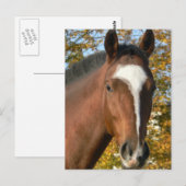 Briefkaart met kwartpaarden (Voorkant / Achterkant)