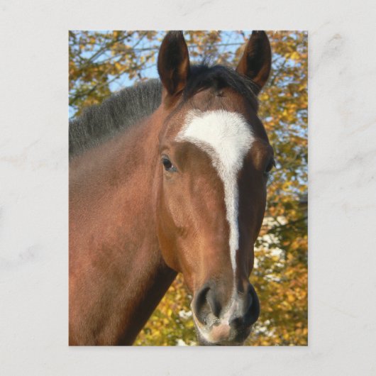 Briefkaart met kwartpaarden (Voorkant)