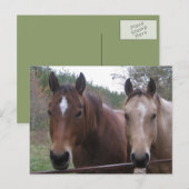 Briefkaart met kwartpaarden (Voorkant / Achterkant)