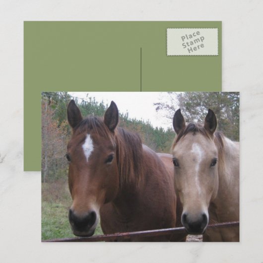 Briefkaart met kwartpaarden (Voorkant / Achterkant)