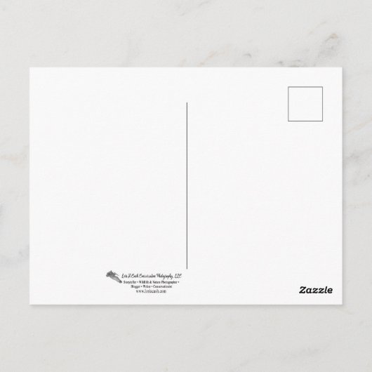 Briefkaart met lentroze tulp (Achterkant)