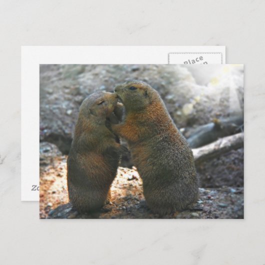 Briefkaart met leuk marmotpaar (Voorkant / Achterkant)