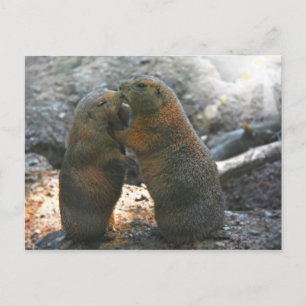 Briefkaart met leuk marmotpaar