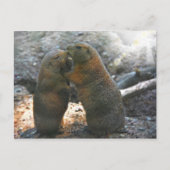 Briefkaart met leuk marmotpaar (Voorkant)