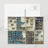 Briefkaart met lycaenidae-vlinders (Voorkant / Achterkant)