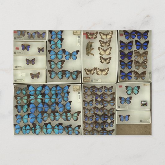 Briefkaart met lycaenidae-vlinders (Voorkant)