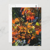 Briefkaart met mapelbladeren (Voorkant / Achterkant)