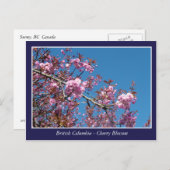 briefkaart met mooie kersen bloesem (Voorkant / Achterkant)